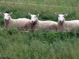 Brook Ridge Farm: About Border Leicesters