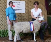 Brook Ridge 112W, Champion Border Leicester Ewe All Canada Classic Sheep Show, Richmond Quebec, May, 2010