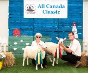 All Canada Sheep Classic 2018